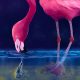 Flamingos Spin Up Water Tornadoes to Catch Their Dinner!