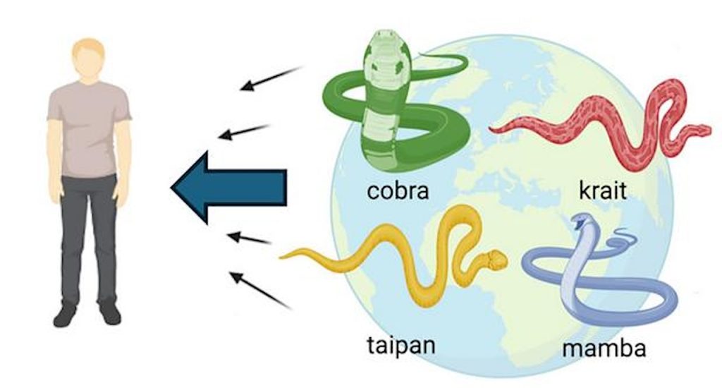 From Survivor to Savior: How One Man's Quest for Immunity Unleashed a Breakthrough Antidote Against 19 of Nature's Deadliest Snakes
