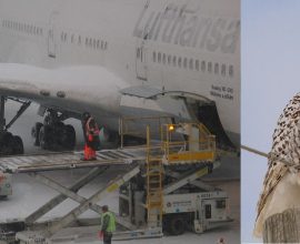 Guardian of the Skies: How One Researcher is Protecting Snowy Owls from Jet Threats at Boston Airport