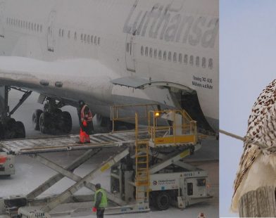 Guardian of the Skies: How One Researcher is Protecting Snowy Owls from Jet Threats at Boston Airport