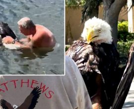 Heroic Florida Man Dares Alligator-Infested Waters to Rescue Stranded Bald Eagle: A Heartwarming Tale of Courage and Compassion