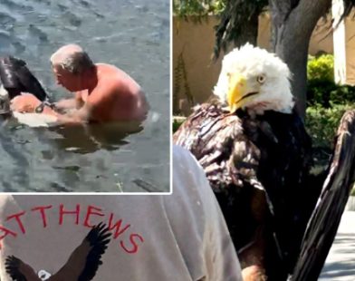 Heroic Florida Man Dares Alligator-Infested Waters to Rescue Stranded Bald Eagle: A Heartwarming Tale of Courage and Compassion