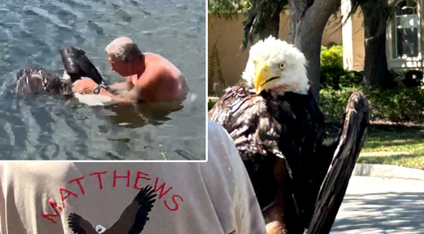 Heroic Florida Man Dares Alligator-Infested Waters to Rescue Stranded Bald Eagle: A Heartwarming Tale of Courage and Compassion
