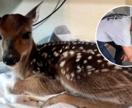 Heroic Officer's Swift Action Saves Unborn Fawn After Devastating Accident
