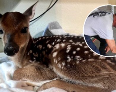 Heroic Officer's Swift Action Saves Unborn Fawn After Devastating Accident