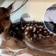 Heroic Officer's Swift Action Saves Unborn Fawn After Devastating Accident
