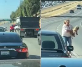 Highway Heroes: Strangers Unite in Heartwarming Act of Kindness to Rescue Dog from Danger