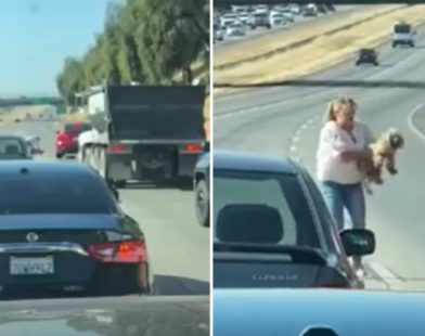 Highway Heroes: Strangers Unite in Heartwarming Act of Kindness to Rescue Dog from Danger