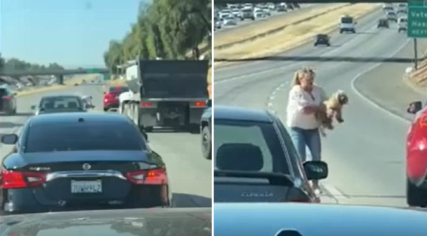 Highway Heroes: Strangers Unite in Heartwarming Act of Kindness to Rescue Dog from Danger
