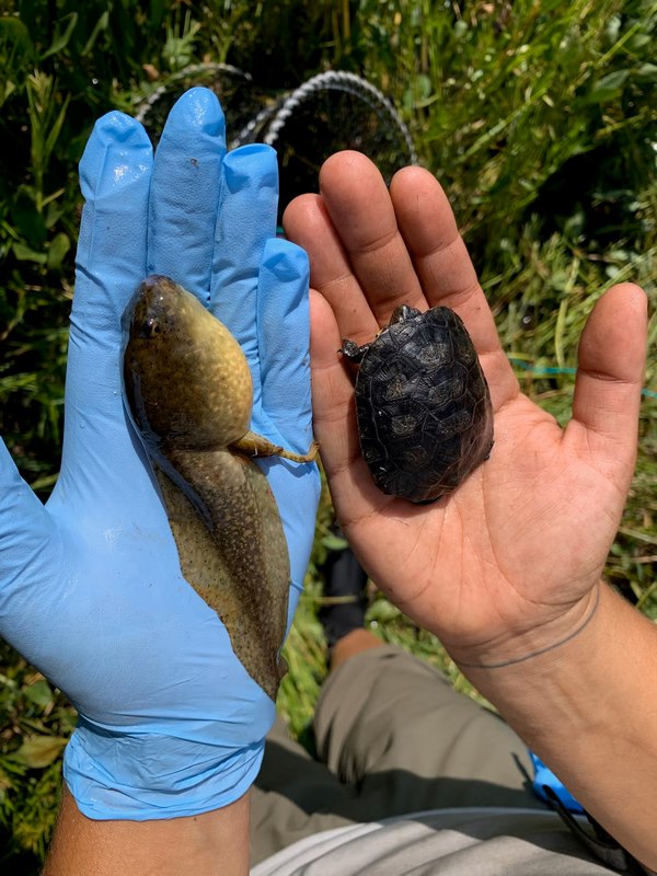Juvenile pond turtle and large American bullfrog tadpole