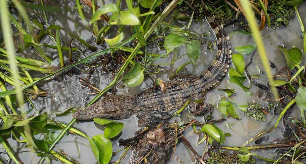 Siamese crocodile