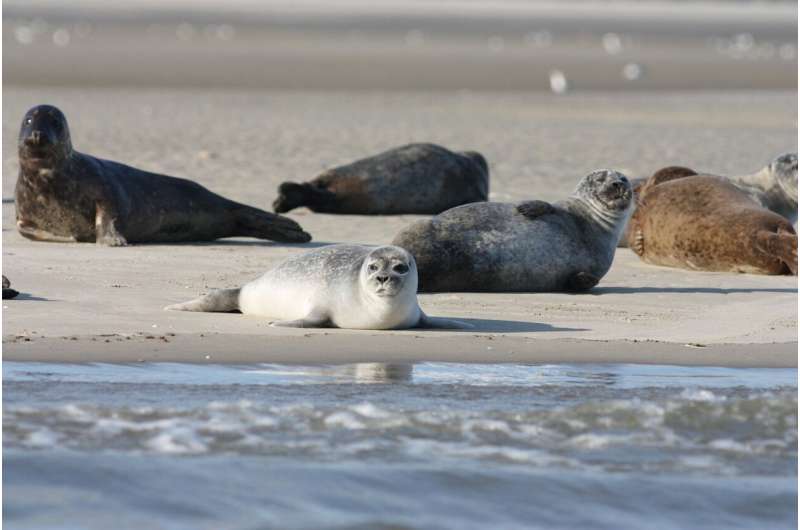 Credit: Pixabay/CC0 Public Domain harbor seal