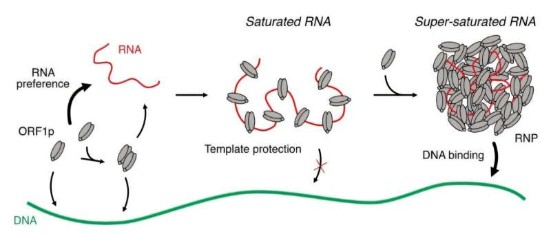Model for ORF1p-RNP formation and DNA recognition. ORF1p forms homo trimers and higher-order oligomers that can bind to DNA but have a clear preference for RNA. Credit: Sarah Zernia et al Study reveals details of process driving evolution and major diseases