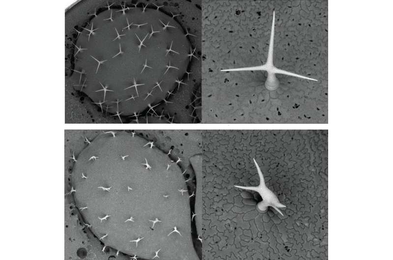 Trichomes on an Arabidopsis thaliana leaf (here shown using electron microscopy) Plant cell sculptors