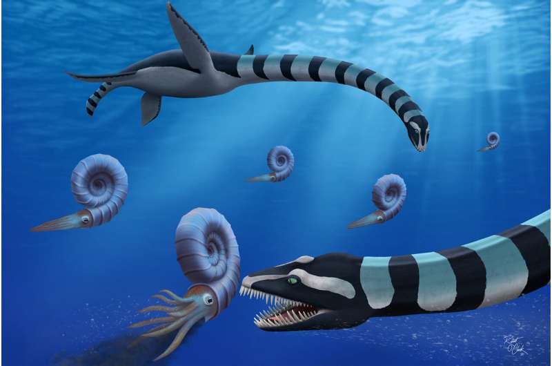 Two individuals of Traskasaura sandrae hunt the ammonite Pachydiscus in the northern Pacific during the Late Cretaceous. Traskasaura sandrae, named today in the Journal of Systematic Paleontology, was declared the Provincial Fossil of British Columbia in 2023. Credit: Robert O. Clark Mystery of "very odd" elasmosaur finally solved: one of North America's most famous fossils identified as new species