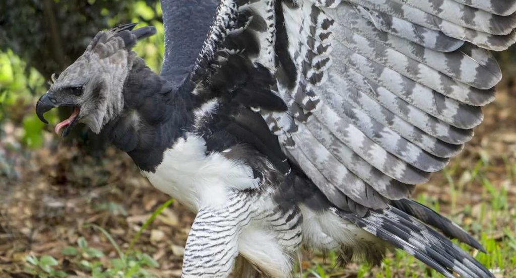 Lost No More: The Majestic Eagle's Unexpected Return Sparks Hope for Wildlife Conservation in Mexico