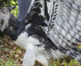 Lost No More: The Majestic Eagle's Unexpected Return Sparks Hope for Wildlife Conservation in Mexico