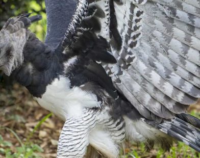 Lost No More: The Majestic Eagle's Unexpected Return Sparks Hope for Wildlife Conservation in Mexico