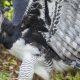 Lost No More: The Majestic Eagle's Unexpected Return Sparks Hope for Wildlife Conservation in Mexico