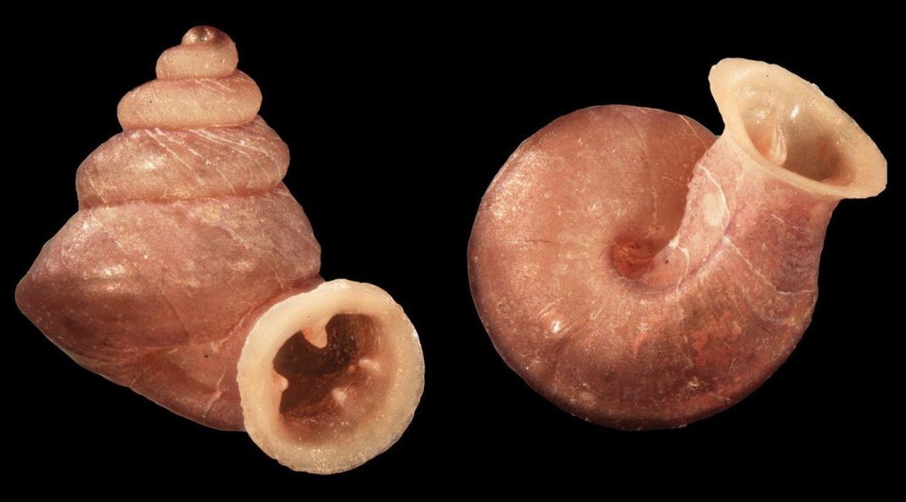 Meet the 'Picasso Snail': A Tiny Marvel of Nature with a Shell Inspired by Cubism!