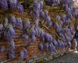 Nature's Masterpiece: Witness the Breathtaking Bloom of Britain’s Longest Wisteria Vine Under Perfect Skies!