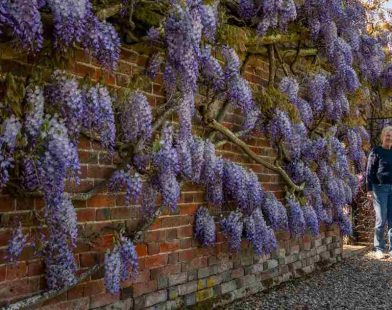 Nature's Masterpiece: Witness the Breathtaking Bloom of Britain’s Longest Wisteria Vine Under Perfect Skies!