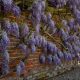 Nature's Masterpiece: Witness the Breathtaking Bloom of Britain’s Longest Wisteria Vine Under Perfect Skies!