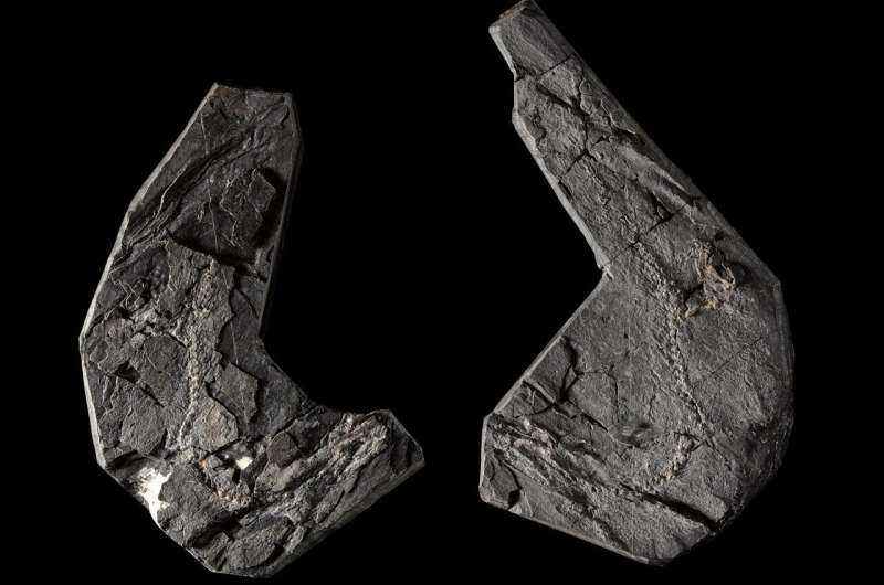 The fossil of the Westlothiana lizziae, which was found in the East Kirkton Quarry in West Lothian, Scotland. Credit: National Museums Scotland Long shot science leads to revised age for land-animal ancestor