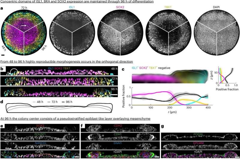 Improved model system allows researchers to study embryo development