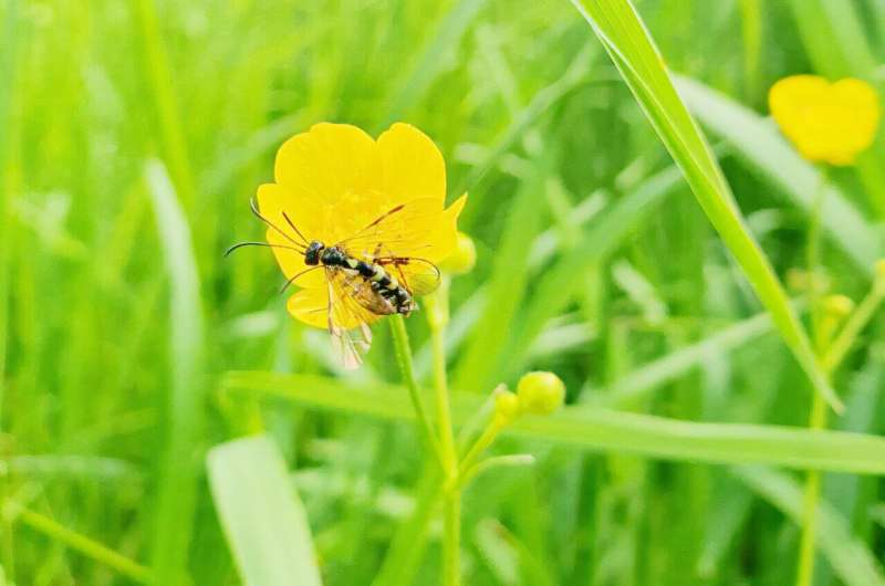 In homogeneous habitats such as fields, insect communities can be fully recorded more quickly than in diverse, near-natural habitats. Credit: Sophia Hochrein/Universität Würzburg New Method Provides Fresh Insights into Insect Decline