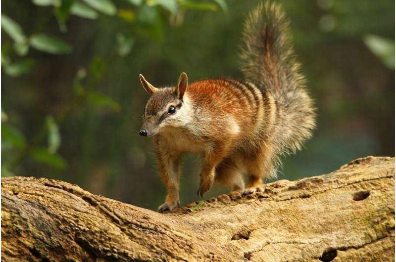 Numbat Credit: Pixabay/CC0 Public Domain numbat