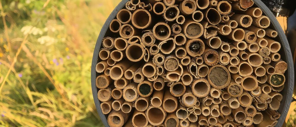 New Study: Rising Temperatures and Land Development Are Harming Our Bees