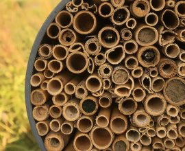 New Study: Rising Temperatures and Land Development Are Harming Our Bees