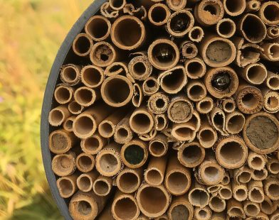 New Study: Rising Temperatures and Land Development Are Harming Our Bees