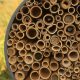 New Study: Rising Temperatures and Land Development Are Harming Our Bees