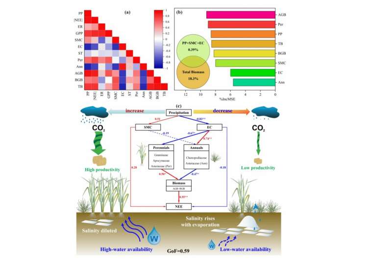 Effects of precipitation changes on plant community life form composition and NEE. Credit: Han Guangxuan's group New study reveals differences in soil organic carbon levels across vegetation types