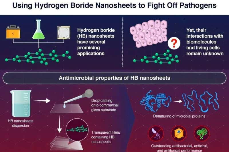 Researchers at Institute of Science Tokyo have engineered transparent hydrogen boride nanosheet coatings that deactivate SARS-CoV-2, influenza, bacteria, and fungi to undetectable levels within ten minutes—without light. By denaturing microbial proteins in the dark while remaining optically clear, these coatings promise versatile, metal-free surface protection for everyday infection control. Credit: Institute of Science Tokyo A leap forward in transparent antimicrobial coatings