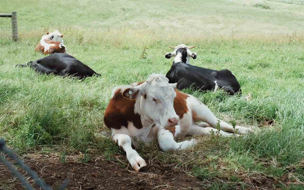 Revolutionizing the Future: Aussie Farmers Harness Genetic Innovation to Breed Heat-Resilient Cows for Sustainable Milk Production and Animal Welfare