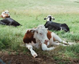 Revolutionizing the Future: Aussie Farmers Harness Genetic Innovation to Breed Heat-Resilient Cows for Sustainable Milk Production and Animal Welfare