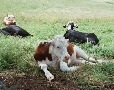 Revolutionizing the Future: Aussie Farmers Harness Genetic Innovation to Breed Heat-Resilient Cows for Sustainable Milk Production and Animal Welfare