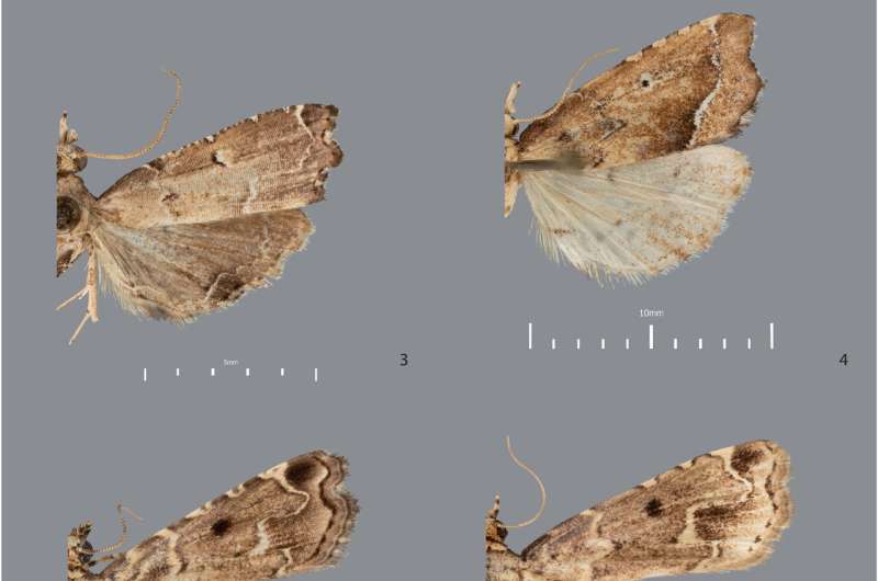 Forty new moth species from the Philippines previously unknown to science discovered in collection