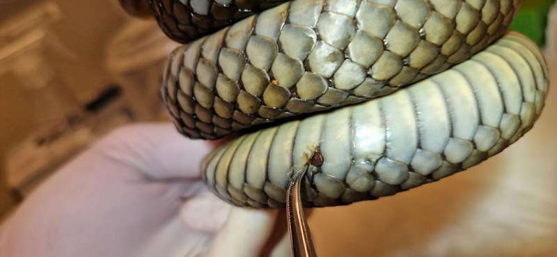 Using a scalpel and cotton swabs, researchers take tissue samples from snakes to look for traces of the deadly fungus. Credit: University of Agder Hunting for deadly snake fungus in Norway and Sweden