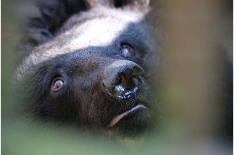 North Korea's illegal wildlife trade threatens endangered species