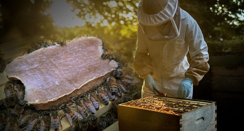 Sweet Salvation: Revolutionary Pollen Replacement Food Offers Hope for Struggling Honey Bee Colonies and the Future of Our Crops
