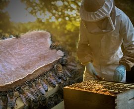 Sweet Salvation: Revolutionary Pollen Replacement Food Offers Hope for Struggling Honey Bee Colonies and the Future of Our Crops