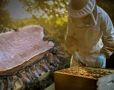 Sweet Salvation: Revolutionary Pollen Replacement Food Offers Hope for Struggling Honey Bee Colonies and the Future of Our Crops