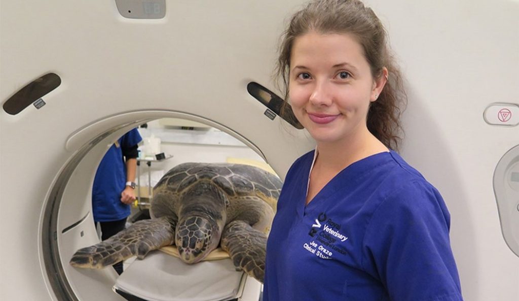 Unexpected Heroes: How a Borrowed Horse's CT Scanner Unveiled a Remarkable Secret in a 302-Pound Sea Turtle