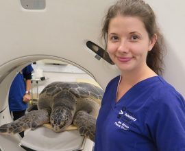 Unexpected Heroes: How a Borrowed Horse's CT Scanner Unveiled a Remarkable Secret in a 302-Pound Sea Turtle