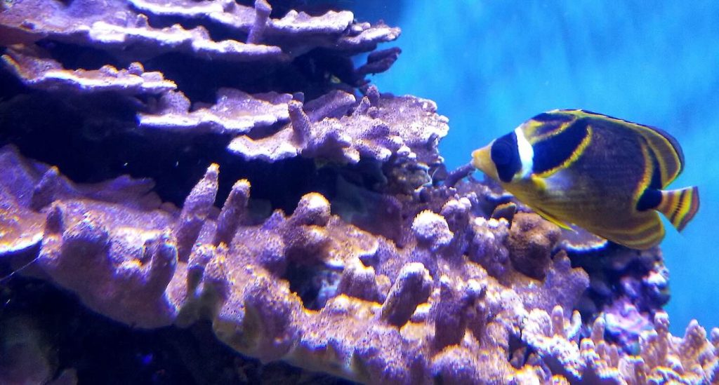 Unlocking Nature's Potential: How Pink Algae Ink Supercharges Coral Reef Growth by 20x, Reviving Marine Ecosystems!