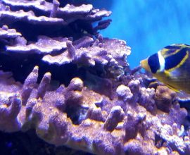 Unlocking Nature's Potential: How Pink Algae Ink Supercharges Coral Reef Growth by 20x, Reviving Marine Ecosystems!